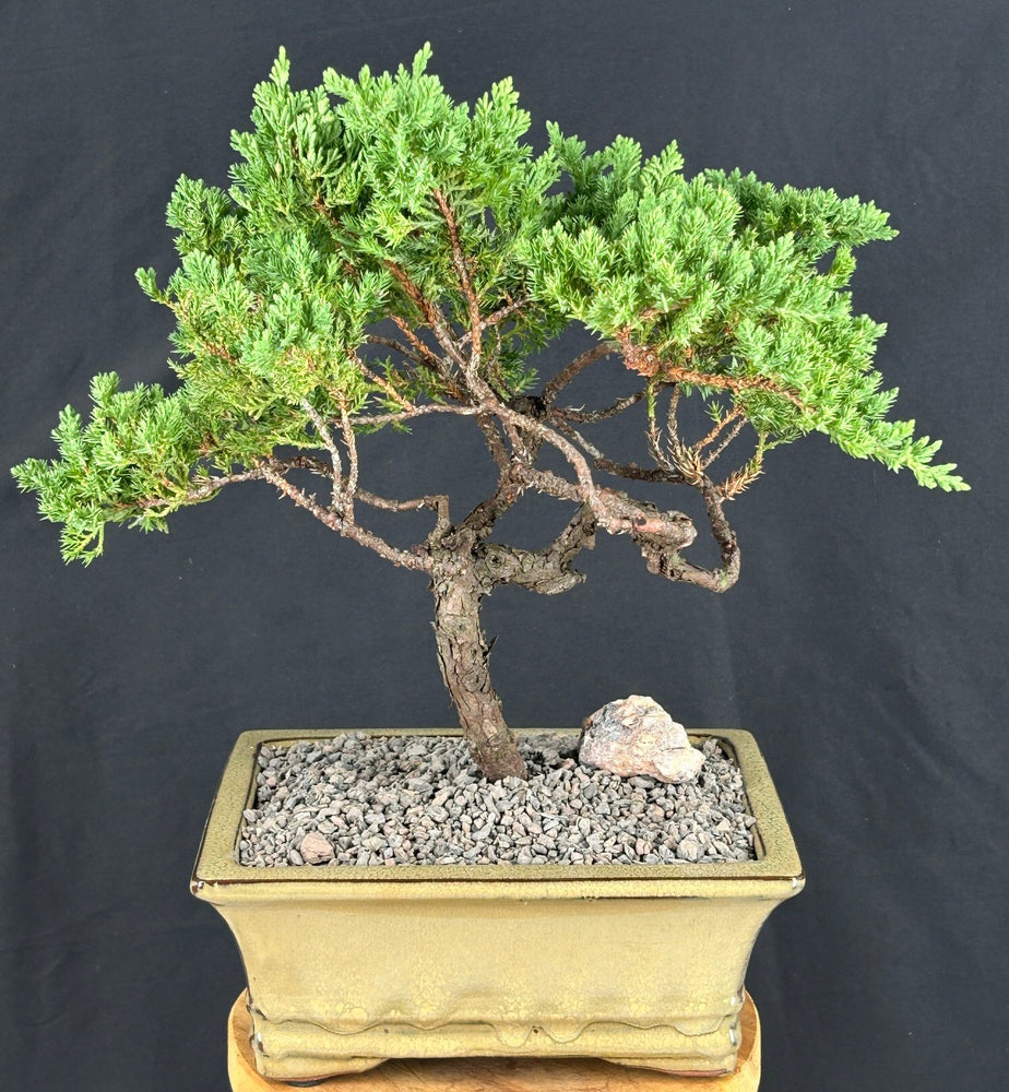 Juniper Bonsai Tree - Trained -(juniper procumbens nana)