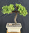 Juniper Bonsai Tree - Trained -(juniper procumbens nana)