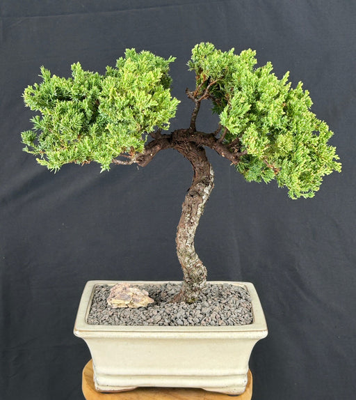 Juniper Bonsai Tree - Trained -(juniper procumbens nana)
