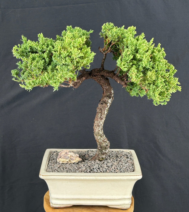 Juniper Bonsai Tree - Trained -(juniper procumbens nana)