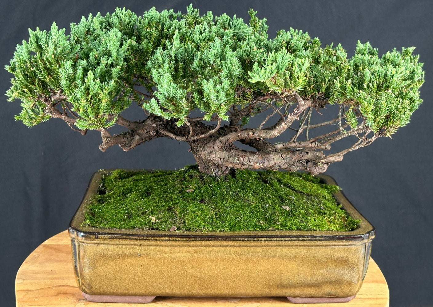Juniper Bonsai Tree - Trained -(juniper procumbens nana)