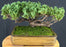 Juniper Bonsai Tree - Trained -(juniper procumbens nana)