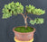 Juniper Bonsai Tree - Trained -(juniper procumbens nana)