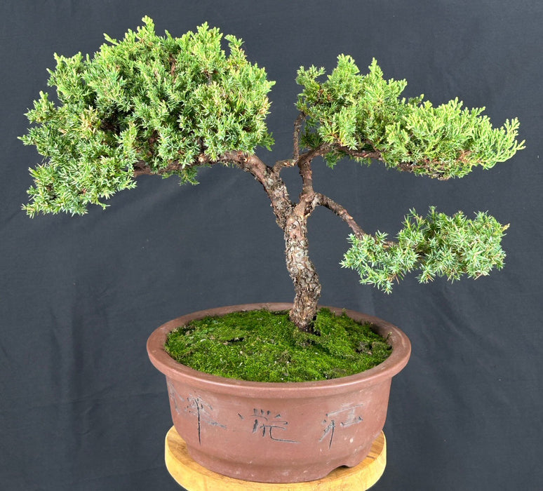 Juniper Bonsai Tree - Trained -(juniper procumbens nana)
