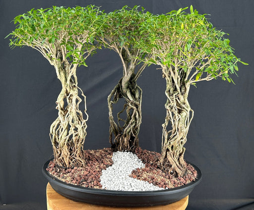Chinese Flowering White Serissa Bonsai Tree-Three (3) Tree Forest Group with Exposed Roots-(Serissa Japonica)