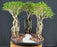 Chinese Flowering White Serissa Bonsai Tree-Three (3) Tree Forest Group with Exposed Roots-(Serissa Japonica)