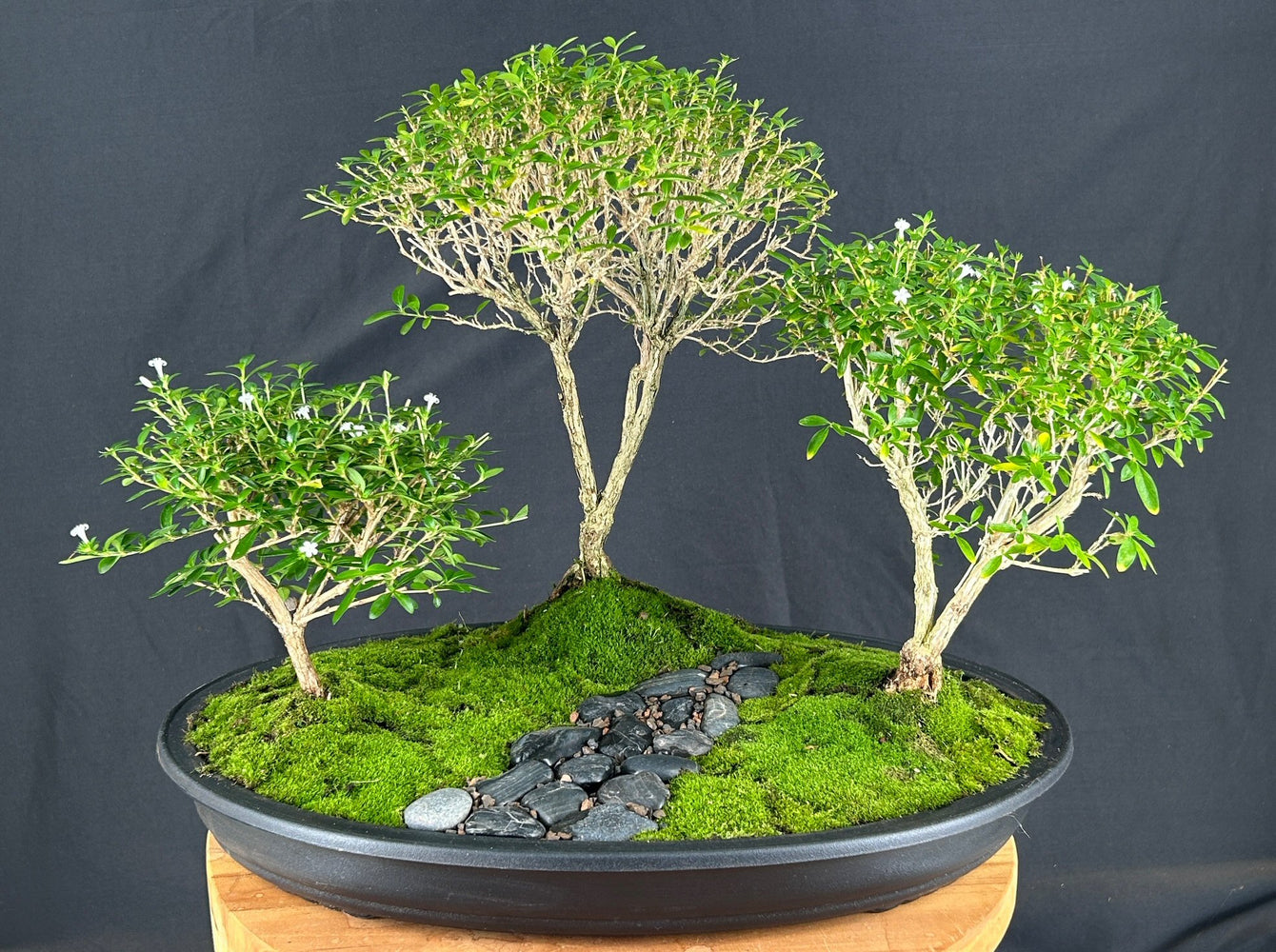 Chinese Flowering White Serissa-Three (3) Tree Forest Group-(serissa japonica)