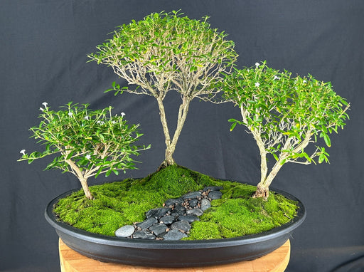 Chinese Flowering White Serissa-Three (3) Tree Forest Group-(serissa japonica)