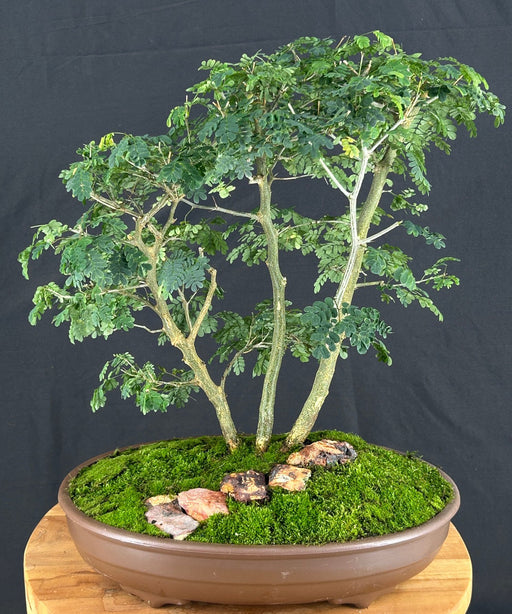 Flowering Brazilian Raintree Bonsai Tree -(pithecellobium tortum)
