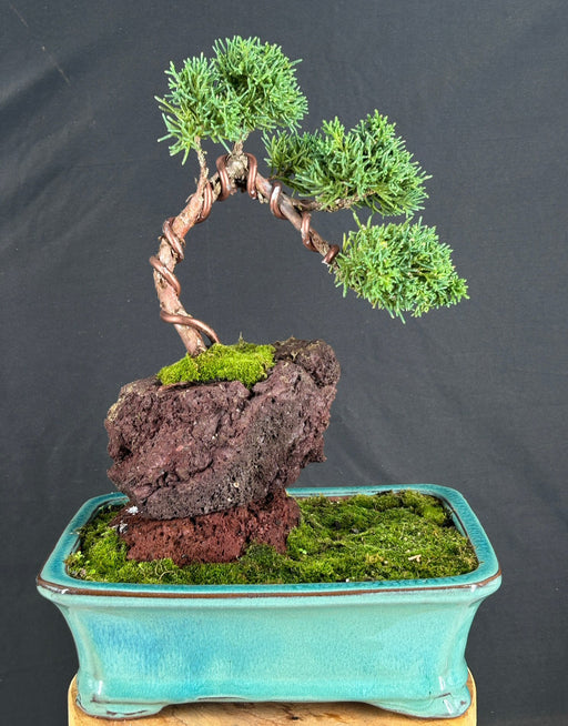 Shimpaku Bonsai Tree In Lava Rock-(juniper chinensis)