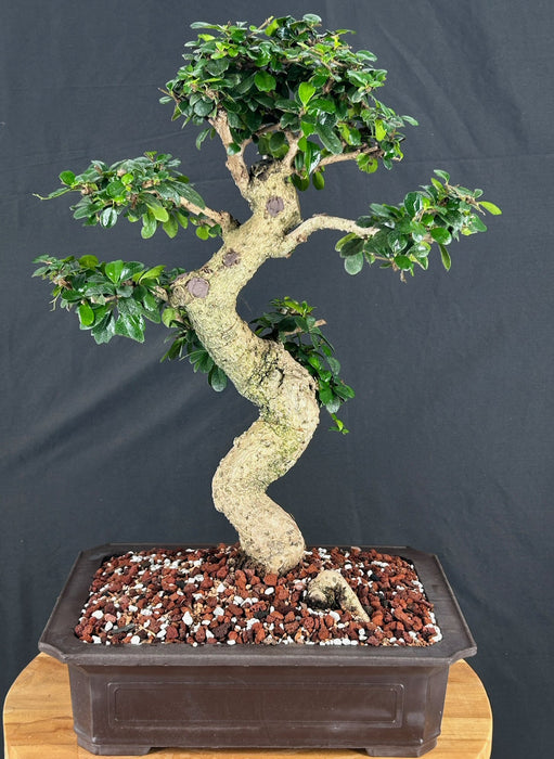 Flowering Fukien Tea Bonsai Tree-Curved Trunk-(ehretia microphylla)