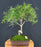 Trained Willow Leaf Ficus Bonsai Tree-(Ficus Nerifolia/Salisafolia)