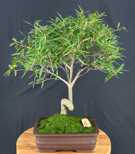 Trained Willow Leaf Ficus Bonsai Tree-(Ficus Nerifolia/Salisafolia)