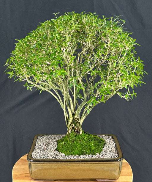 Flowering Chinese White Serissa Bonsai Tree-(serissa japonica)