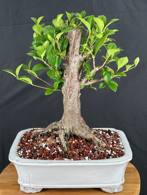 Flowering Gardenia Bonsai Tree-(jasminoides miami supreme)