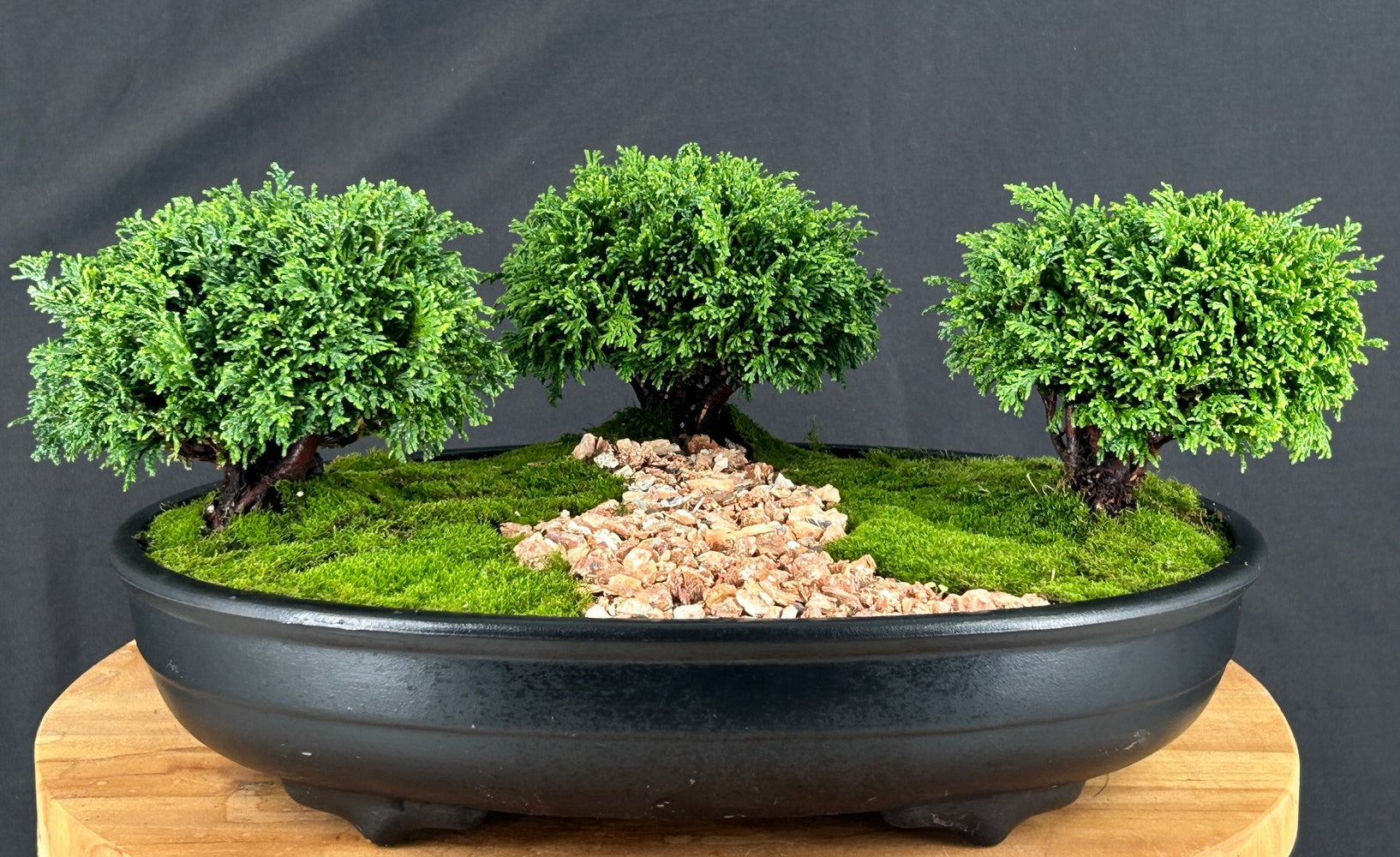 Tsukomo Cypress Bonsai Tree-Three (3) Tree Forest Group-(chamecyparis tsukomo)
