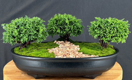 Tsukomo Cypress Bonsai Tree-Three (3) Tree Forest Group-(chamecyparis tsukomo)