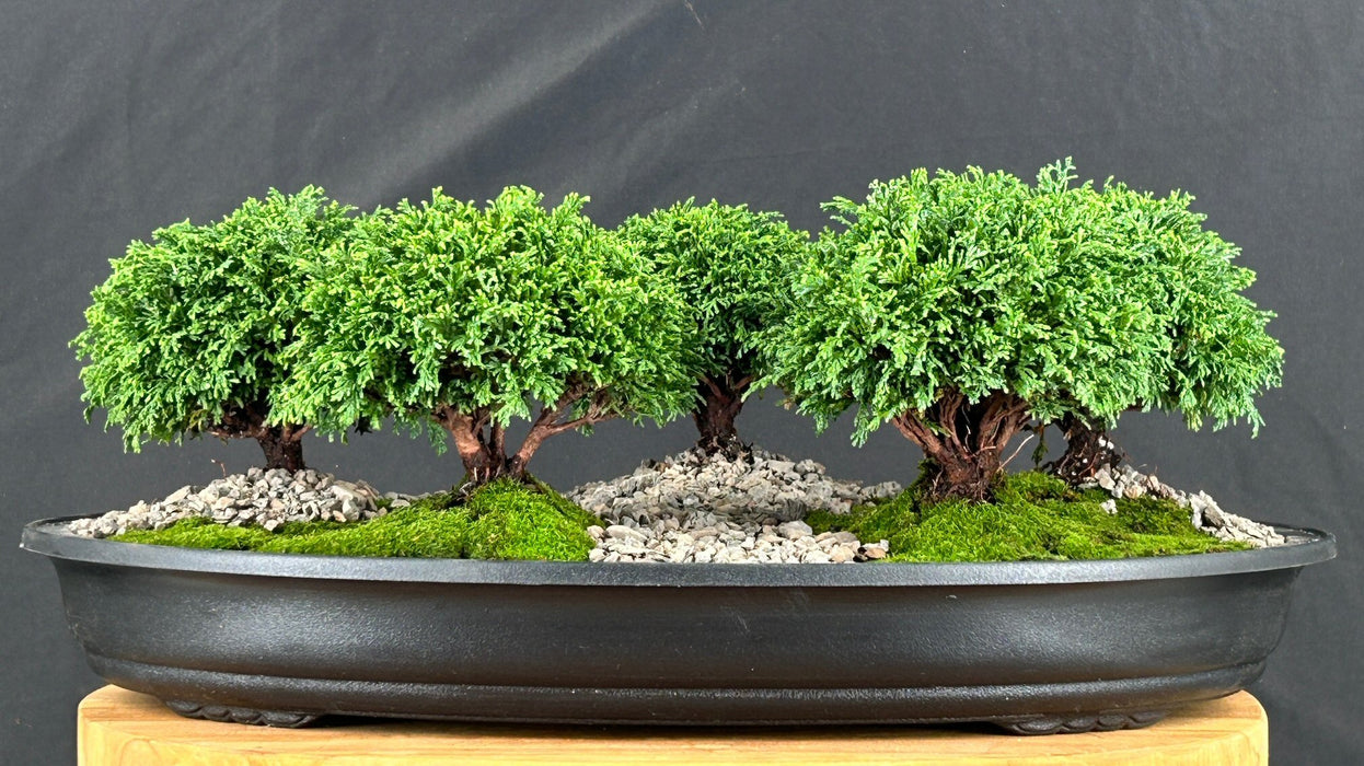 Tsukomo Cypress Bonsai Tree-Five(5) Tree Forest Group-(chamecyparis tsukomo)