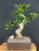 Flowering Fukien Tea Bonsai Tree-Curved Trunk-(ehretia microphylla)