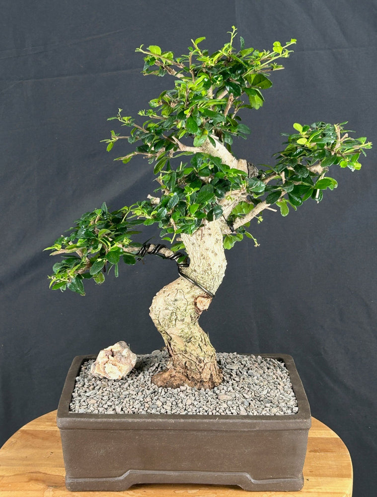 Flowering Fukien Tea Bonsai Tree-Curved Trunk-(ehretia microphylla)