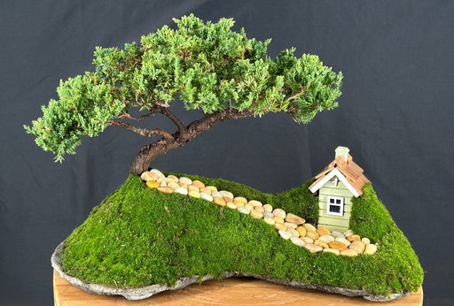 Juniper Bonsai Tree - Trained-Planted on a Rock Slab-(juniper procumbens nana)