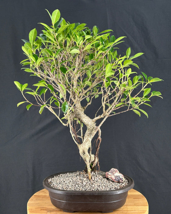 Ficus Retusa Bonsai Tree-Curved Trunk & Banyan Roots-(ficus retusa)