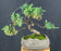 Juniper Bonsai Tree - Trained -(juniper procumbens nana)