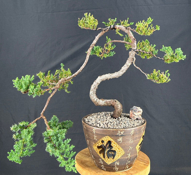 Juniper Bonsai Tree - Trained -(juniper procumbens nana)