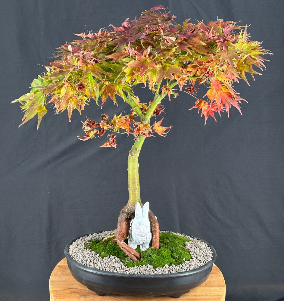 Mikawa Yatsubusa Japanese Maple Bonsai Tree-Root Over Rabbit-(acer palmatum 'Mikawa Yatsubusa')