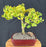 Trained Ginkgo Bonsai Tree -(Ginkgo biloba ?Mariken?)