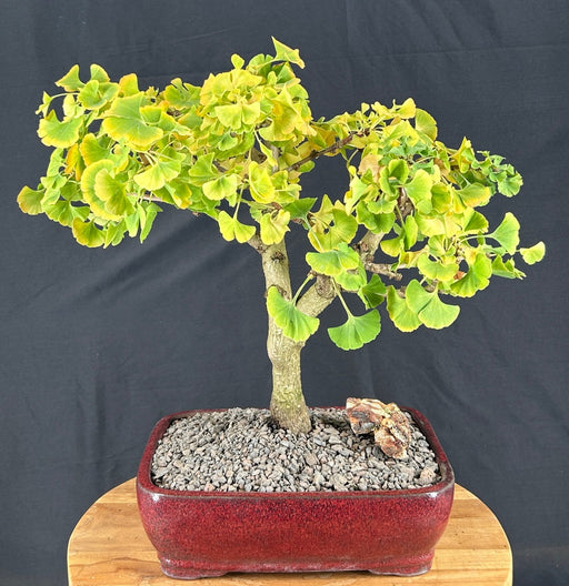 Trained Ginkgo Bonsai Tree -(Ginkgo biloba ?Mariken?)