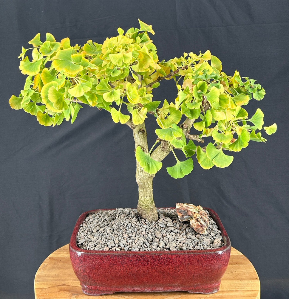 Trained Ginkgo Bonsai Tree -(Ginkgo biloba ?Mariken?)