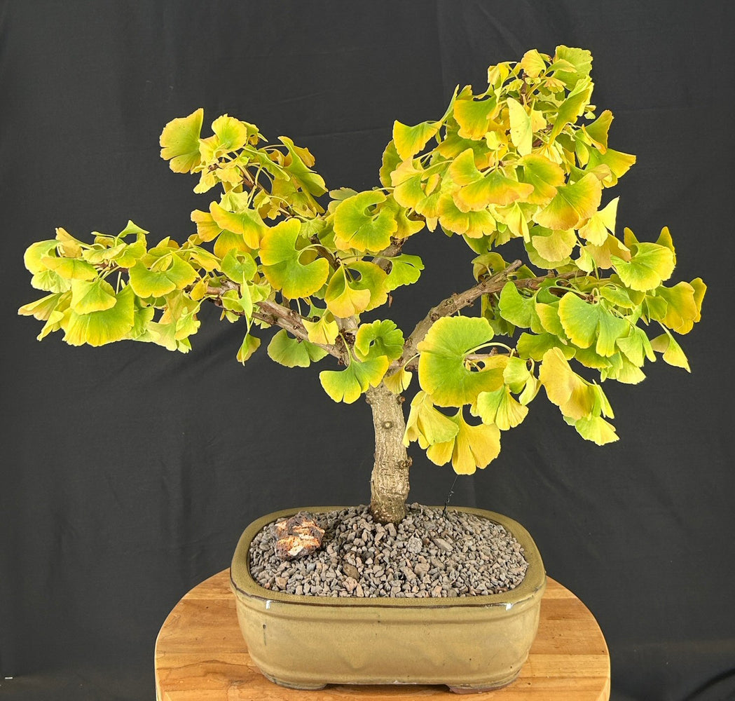 Trained Ginkgo Bonsai Tree -(Ginkgo biloba ?Mariken?)
