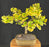 Trained Ginkgo Bonsai Tree -(Ginkgo biloba ?Mariken?)