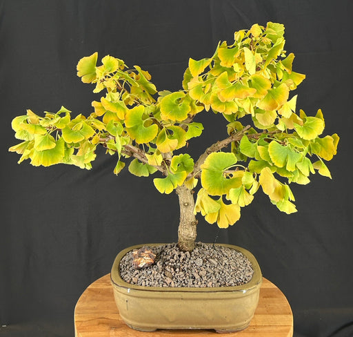 Trained Ginkgo Bonsai Tree -(Ginkgo biloba ?Mariken?)