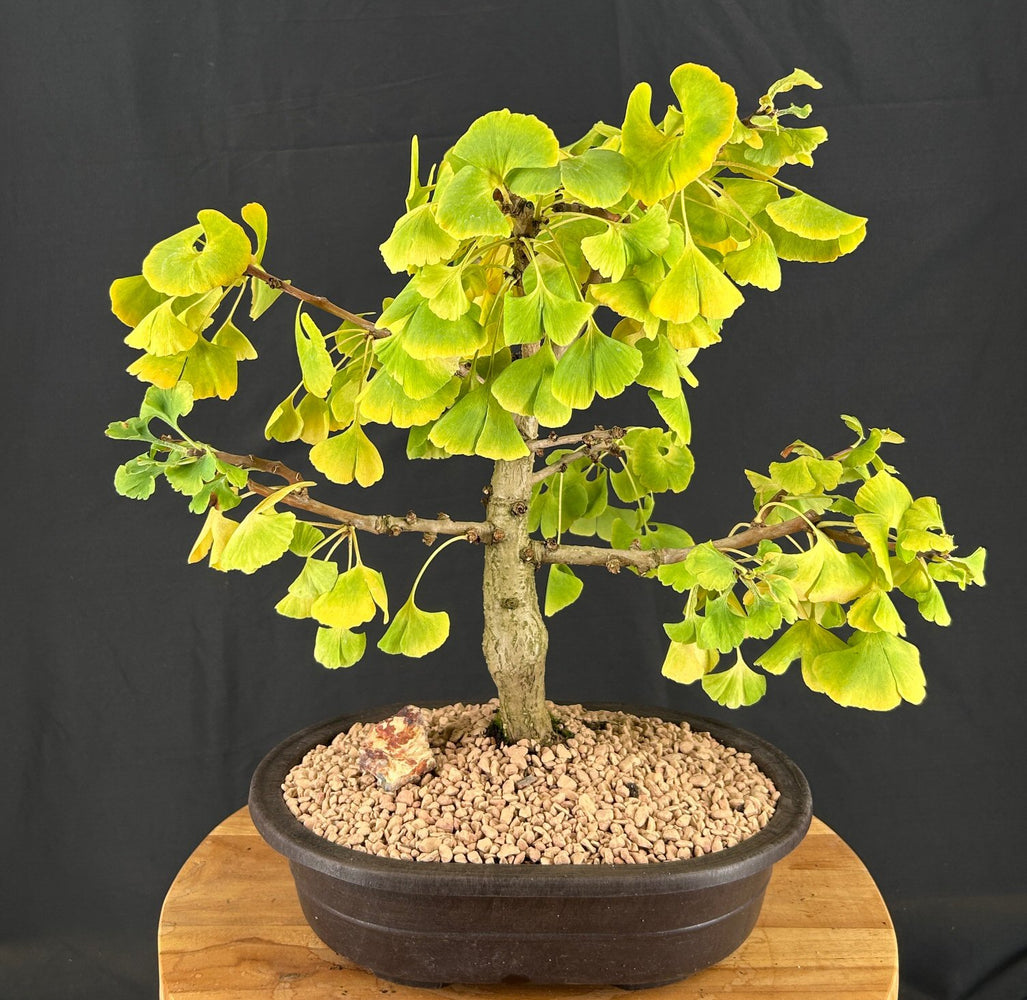 Trained Ginkgo Bonsai Tree -(Ginkgo biloba ?Mariken?)