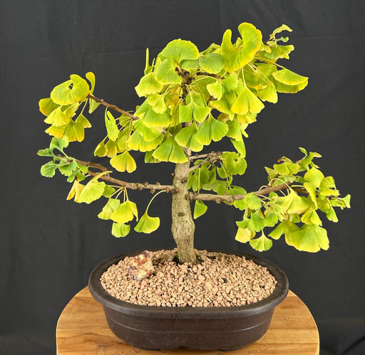 Trained Ginkgo Bonsai Tree -(Ginkgo biloba ?Mariken?)
