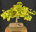 Trained Ginkgo Bonsai Tree -(Ginkgo biloba ?Mariken?)