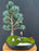 Japanese White Pine-Miniature Golf Course Scene-(pinus parviflora 'aoi')