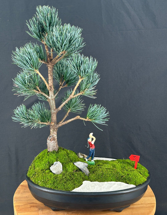 Japanese White Pine-Miniature Golf Course Scene-(pinus parviflora 'aoi')