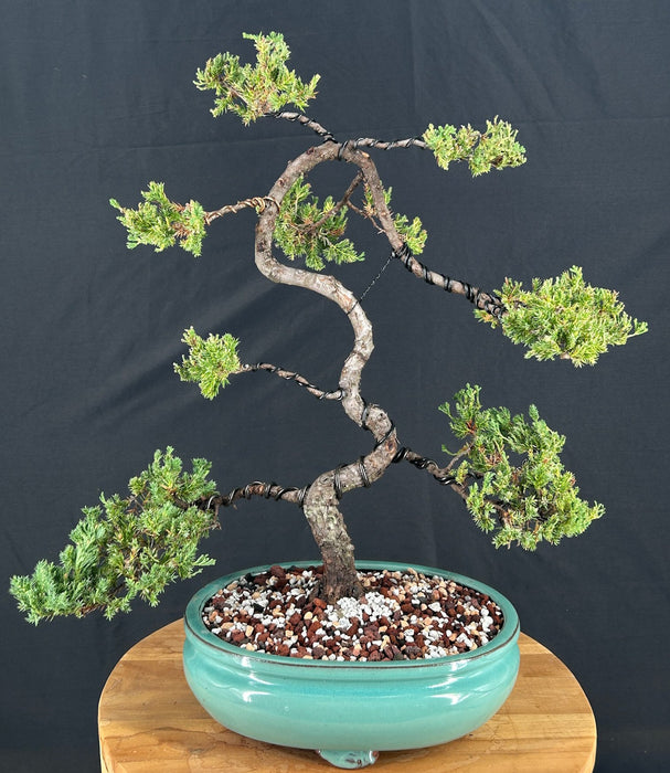 Juniper Karate Kid Bonsai Tree -(Juniper Procumbens nana)