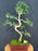 Flowering Crape myrtle Bonsai Tree-Curved Trunk and Tiered Branching-('Lagerstroemia indica')