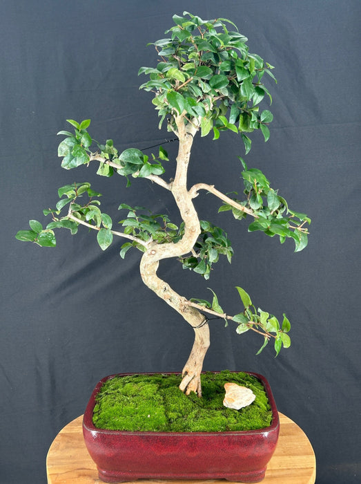 Flowering Crape myrtle Bonsai Tree-Curved Trunk and Tiered Branching-('Lagerstroemia indica')