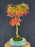 Trained Mikawa Yatsubusa Japanese Maple Bonsai Tree-(acer palmatum 'Mikawa Yatsubusa')
