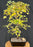 Trained Trident Maple Bonsai Tree - (acer buergerianum)