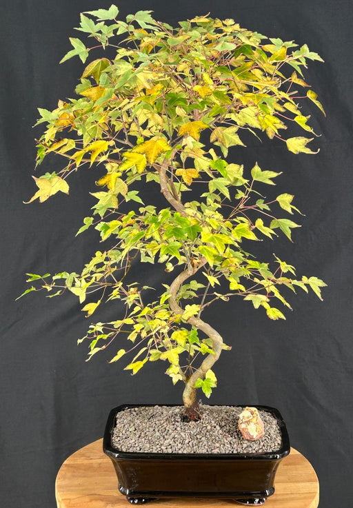 Trained Trident Maple Bonsai Tree - (acer buergerianum)