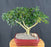 Trained Hawaiian Umbrella Bonsai Tree-(arboricola schefflera)