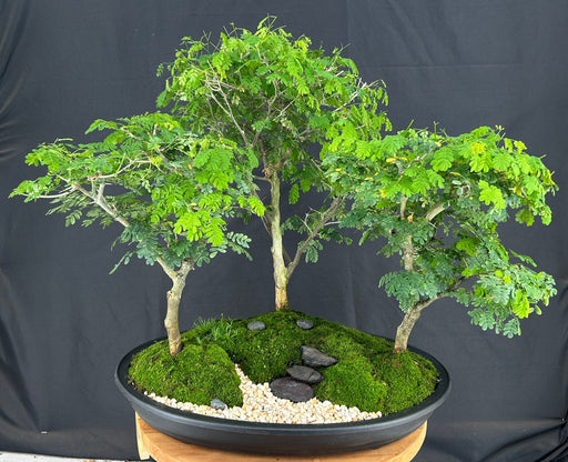 Flowering Brazilian Raintree-Three (3) Tree Forest Group-(pithecellobium tortum)