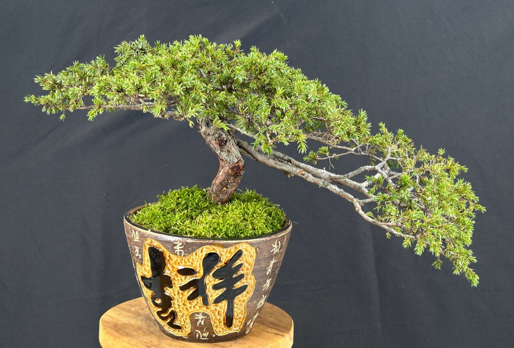 Cascading Green Carpet Juniper Bonsai Tree-(Juniperus communis 'Green Carpet')