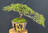 Cascading Green Carpet Juniper Bonsai Tree-(Juniperus communis 'Green Carpet')